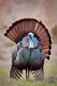 Birds That Look Like Turkeys In Florida Osceola Turkey Turkey Hunting Raising Turkeys Hunting