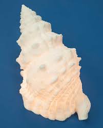 Maybe you would like to learn more about one of these? Seashell Lamp Little Grass Shack