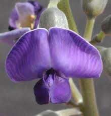 Image result for Neorautanenia mitis