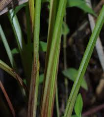 Image result for Pycreus unioloides