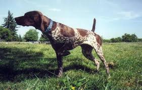 The german longhaired pointer was originally developed in germany for use as a pointer. High Desert Shorthairs The Very Best Purebred German Shorthaired Pointers In The Greater Pacific Northwest Oregon Washington And Idaho