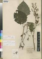 Image result for Mimulopsis