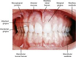 Image result for Labial mucosa