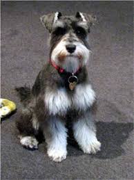 grooming miniature schnauzer goldenacresdogs com