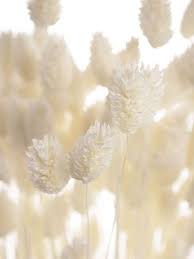 Strauss Aus Trockenblumen Selber Binden Dauerhaftes Fur Die Vase Blumigo In 2020 Trockenblumen Gras Blumen