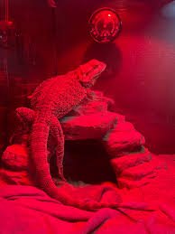 When The Breakfast Salad Doesn'T Have Bugs : R/Beardeddragons