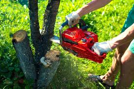 How to pay for parking. Tree Removal Cost Prices 2021 Price This Please