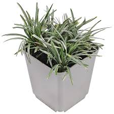 Image result for Ophiopogon