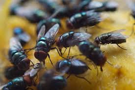 Voici Comment Lutter Contre Les Mouches Avec Des Fleurs Astuces De Grand Mere Lutter Contre Les Mouches Astuces Contre Les Mouches Contre Les Mouches
