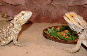 Bearded Dragon Supplement Schedule And Full Guide