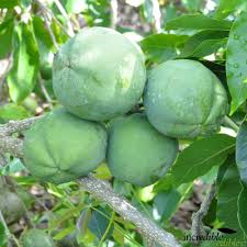 Image result for Casimiroa