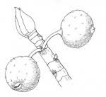 Image result for Ficus fischeri