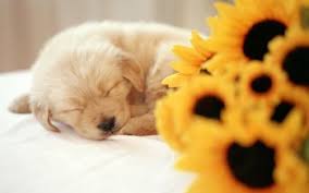 Abstract 1080p, 2k, 4k, 5k hd wallpapers free download, these wallpapers are free download for pc, laptop, iphone, android phone and ipad desktop 3000 Dog Hd Wallpapers Background Images