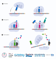 Amide bonds are formed by a condensation reaction between a carboxylic acid and an amine. Translation Protein Synthesis Definition Enzymes And Steps