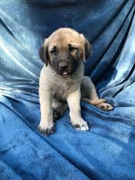 Isn T It Wonderful Kangal Kopegi