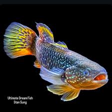 Image result for Satyrium kitimboense