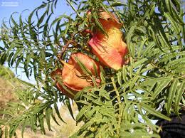 Image result for Erythrophysa