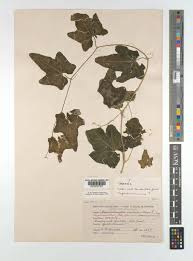 Image result for Coccinia sp. A