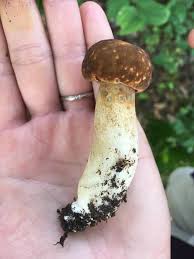 Image result for Xanthoconium sp.