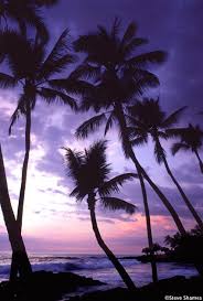 White sand, landscape, nature, beach, resort, palm trees, sunset. Pin On Palm Trees
