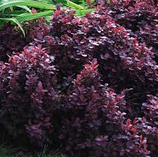 Image result for Berberis