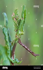 Image result for Timandra griseata