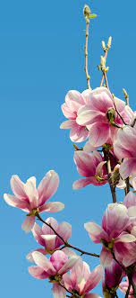 Hd fiore di melo / primavera. Huawei Hd Wallpaper Sfondo Iphone Sfondi Sfondi Iphone