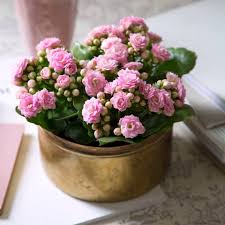 Kalanchoe By Vilosa Hortas Jardinagem Flores