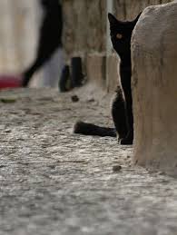 Black cats are a symbol of the soul's mysterious coming to earthly life. Safed Israel Bible Land Cool Cats Safed