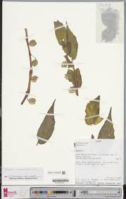 Image result for Begonia macrocarpa
