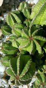 Image result for Euphorbia pfeilii
