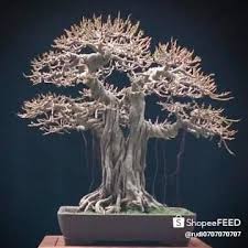 Ylkms096tfg Im