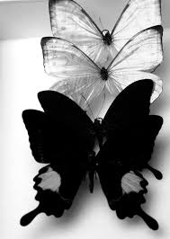 Resultado de imagen para MARIPOSAS CHICAS.BELLEZAS EN BLANCO Y NEGRO