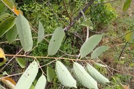 Image result for Grewia mollis