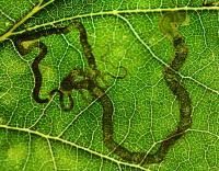 Image result for Stigmella basiguttella