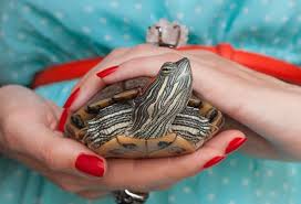 Magical, meaningful items you can't find anywhere else. 7 Mistakes To Avoid With Your Pet Turtle Pet Turtle Dos And Don Ts Petmd
