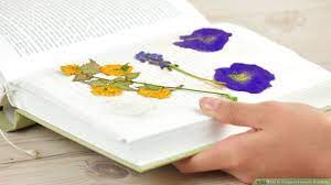 Soak the flowers in glycerin and let them absorb the. How To Preserve Flowers In A Book 10 Steps With Pictures