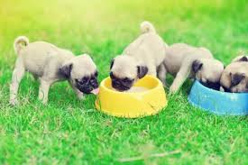 They thrive well more than when they feed on wet pug food. The Best Food For Pugs Portion Sizes For Puppy And Adult Dogs