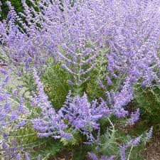 Il termine descrive sempreverdi piante, alberi e arbusti che mantengono le loro foglie anno intorno. Perovskia Atriplicifolia Perovskia Atriplicifolia Piante Da Giardino Perovskia Atriplicifolia Arbusti