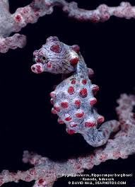 Ocean Mysteries Marinebio Conservation Society