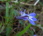 Image result for Lobelia chireensis