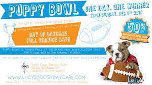 Why go to a dog breeder. Puppy Bowl 2019 Lucy S Doggy Daycare