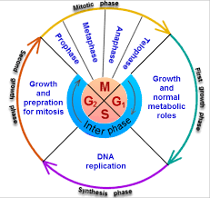 All Cells Arise From Pre Existing Cells By Division Every Living Cell Today Is Said To Be Descended From A Single Ances Cell Cycle Dna Polymerase Dna Molecule