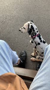 Wallpaper Cute Animals Cute Creatures Cute Dogs
