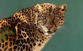 Concept superbike wallpapers in jpg. Hd Wallpaper Jaguar 4k New Hd Animal Themes Feline Animal Wildlife Mammal Wallpaper Flare