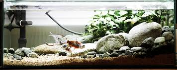 My Aquascape 2016 04 03 Low Tech Low Maintenance Riverbed Stone Hardscape Anubus Goldfish Aquascape Aquascape Aquarium Aquarium Set