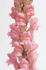 Antirrhinum Majus Snapdragon Snapdragron Calima Bedding Plants Tender Perennial Snapdragon Sonnet Snapdragon Liber Snapdragon Flowers Snapdragons Flowers