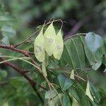 Image result for Dalbergia boehmii