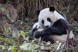Panda Panda Bear Panda Baby Animals Funny
