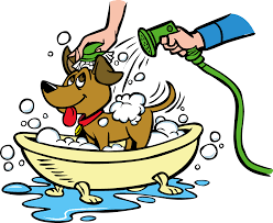 Feb 16, 2017 · dr. How Often Should You Wash Your Dog All Paws Pet Wash